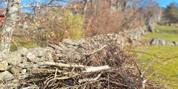 Kvister som hageavfall Medarbeiderne henter.