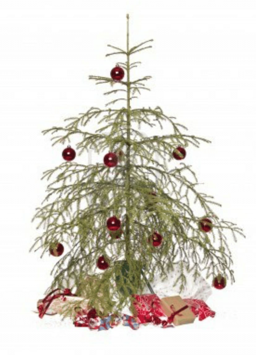 Hente juletre? Selvfølgelig.